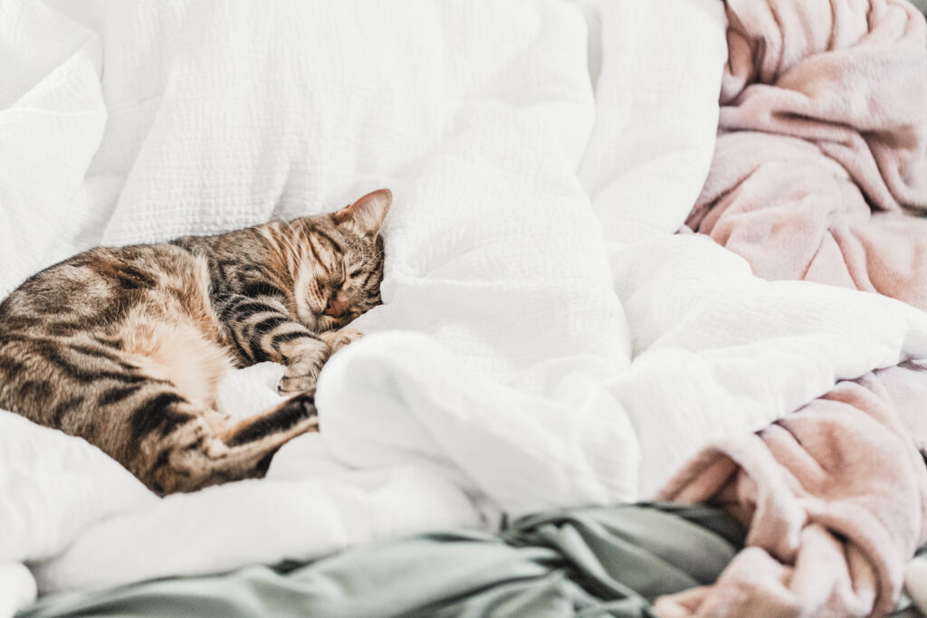 A kitten sleeping in the covers of an unmade bed